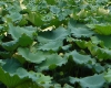DSC05011.jpg