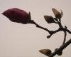 DSC05016.jpg