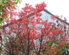 DSC02820.jpg