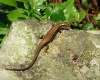 DSC01363.jpg