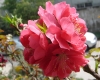 DSC03818.jpg