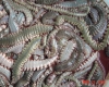 DSC03940.jpg