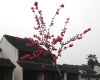 DSC00986.jpg