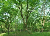 zhiwuyuan-12