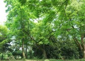 zhiwuyuan-49